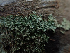 Menegazzia eperforata