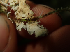 Lobaria asperula