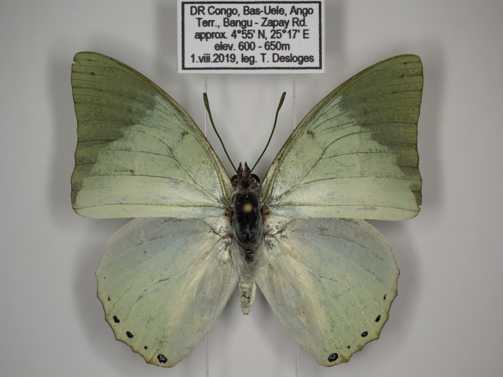 Ornate Green Charaxes