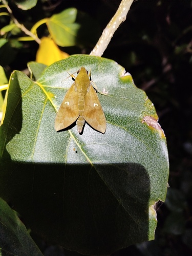 Nephele comoroana