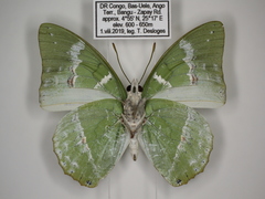 Charaxes subornatus subornatus