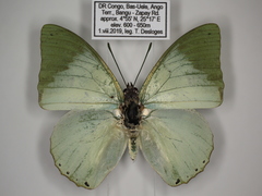 Charaxes minor