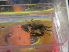 Petrolisthes cabrilloi