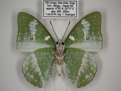 Charaxes minor