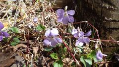 Viola grypoceras