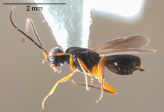 Conostigmus