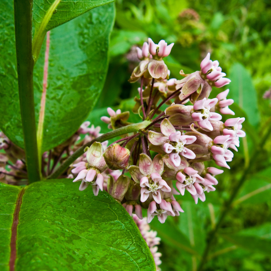 common milkweed from williamstown, ma on July 13, 2008 by Ken-ichi Ueda ...