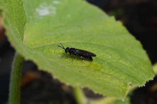 Unknown species found near Springfield, OR 97477, USA