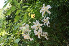 Lilium auratum