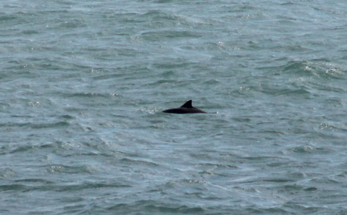 Phocoena phocoena