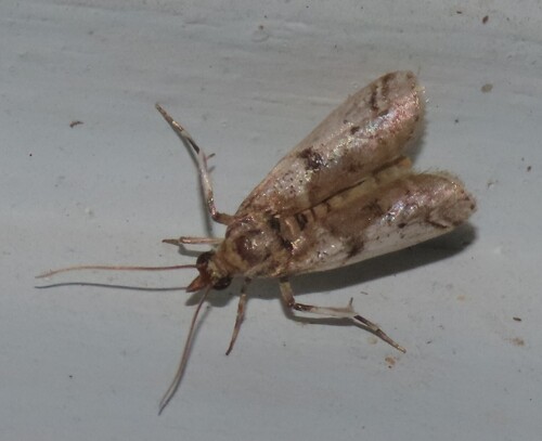 Navel Orangeworm Moth photo 2