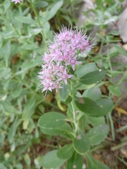 Hylotelephium spectabile