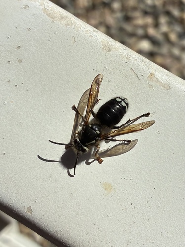 Bald-faced Hornet