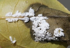 Phenacoccus peruvianus