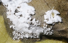 Phenacoccus peruvianus