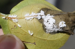 Phenacoccus peruvianus