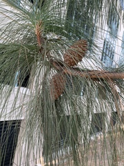 Pinus canariensis