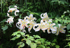 Lilium auratum
