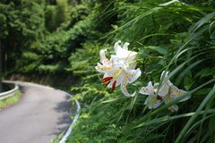 Lilium auratum