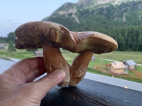 Pine porcino (Boletus pinophilus)