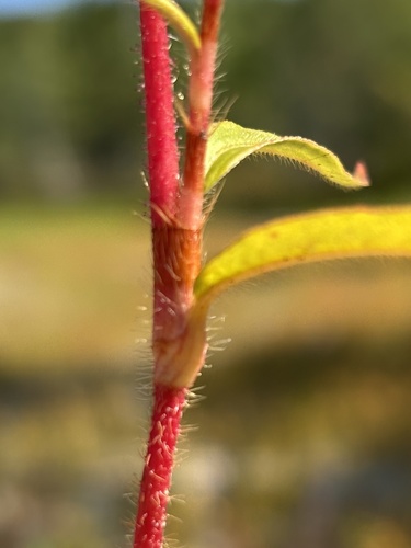Carey's Smartweed (Persicaria careyi)