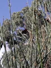 Metardaris cosinga