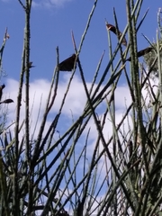 Metardaris cosinga