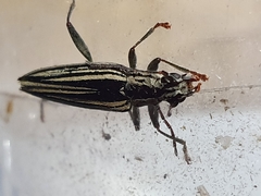 Navomorpha sulcata