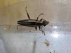 Navomorpha sulcata