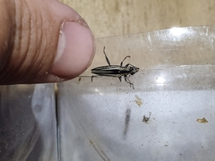 Navomorpha sulcata