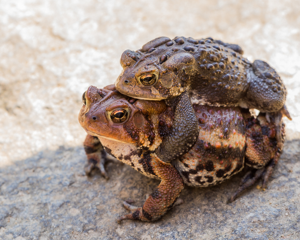 Eastern American Toad (Herpetological Diversity Of Northern Michigan ...