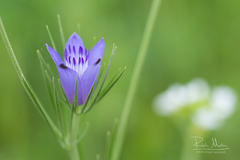 Nigella integrifolia