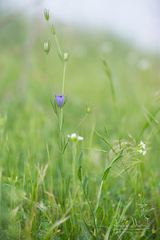 Nigella integrifolia