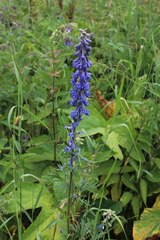 Delphinium schmalhausenii