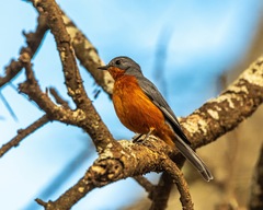 Melaenornis semipartitus