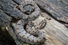 Sistrurus miliarius streckeri