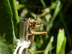 Coryacris angustipennis