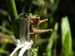 Coryacris angustipennis