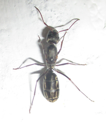 Camponotus vestitus