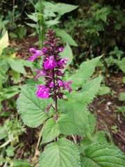 Salvia carnea