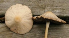 Psathyrella microrhiza