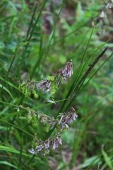 Hedysarum caucasicum