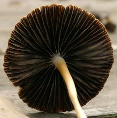 Psathyrella microrhiza