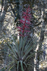 Tillandsia gymnobotrya
