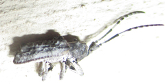Ecyroschema favosum