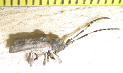 Ecyroschema favosum