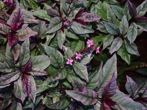 Pseuderanthemum carruthersii