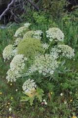 Heracleum leskovii