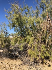 Chrysobothris octocola