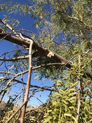 Chrysobothris octocola